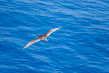 Seabird Masked, Blue-faced Booby (Sula dactylatra) flying over the blue, calm ocean. Seabird is hunting for flying fish jumping out of the water.