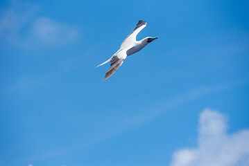 Seabird Masked, Blue-faced Booby (Sula dactylatra) flying over the blue, calm ocean. Seabird is hunting for flying fish jumping out of the water.
