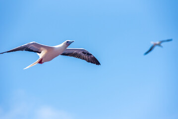 Seabird Masked, Blue-faced Booby (Sula dactylatra) flying over the blue, calm ocean. Seabird is hunting for flying fish jumping out of the water.