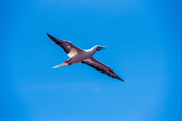 Seabird Masked, Blue-faced Booby (Sula dactylatra) flying over the blue, calm ocean. Seabird is hunting for flying fish jumping out of the water.