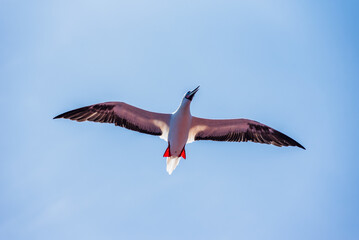 Seabird Masked, Blue-faced Booby (Sula dactylatra) flying over the blue, calm ocean. Seabird is hunting for flying fish jumping out of the water.