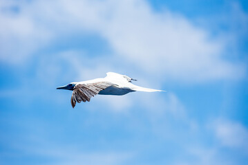 Seabird Masked, Blue-faced Booby (Sula dactylatra) flying over the blue, calm ocean. Seabird is hunting for flying fish jumping out of the water.