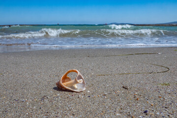 Seashell of rapana venosa (rapa, sea snail, conchifera) on wet beige sand on the beach, blurred background of waves of turquoise sea water. Shallow depth of focus. Natural seascape, fresh summer mood.
