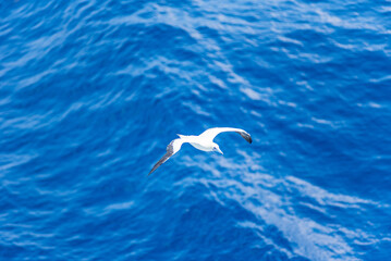 Seabird Masked, Blue-faced Booby (Sula dactylatra) flying over the blue, calm ocean. Seabird is hunting for flying fish jumping out of the water.