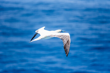 Seabird Masked, Blue-faced Booby (Sula dactylatra) flying over the blue, calm ocean. Seabird is hunting for flying fish jumping out of the water.