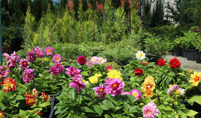 Multi-colored vegetative dahlias against a background of conifers are sold at a garden fair