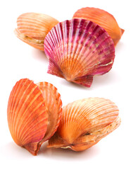 Raw scallop on white background