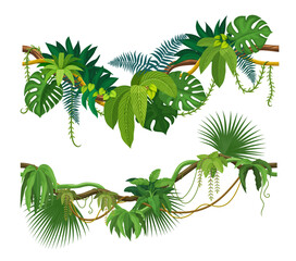 Tropical jungle forest liana and ivy creeper plant with vine branches, cartoon vector. Tropical liana and Amazon rainforest jungle bindweed tree or forest hedera vine with climbing monstera leaves © Vector Tradition