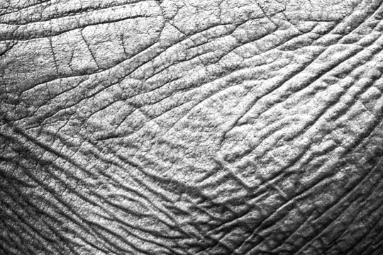 Transparent elephant skin texture for background grunge effect