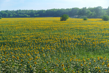 sunflower field and summer nature, beautiful sunny landscape