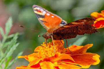 Motyl na koniczynie © Piotr