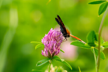 Motyl na koniczynie © Piotr