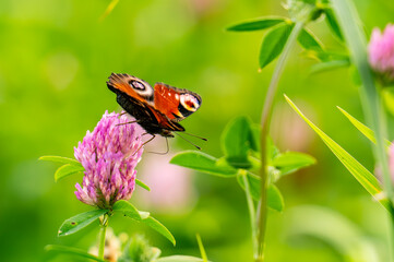 Motyl na koniczynie © Piotr