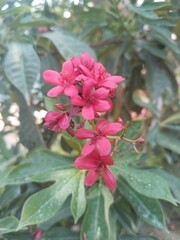 pink rose in the garden, Jatropha integerrima (Peregrine)