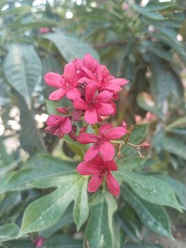 pink rose in the garden, Jatropha integerrima (Peregrine)