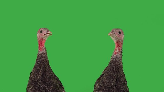 singing young turkeys on green background