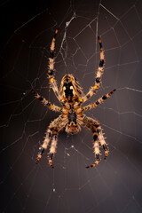 Pająk krzyżak na ciemnym tle
