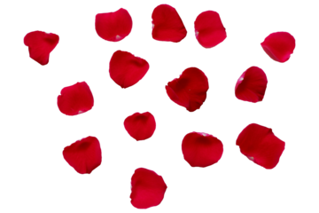 Red Rose petals. Set of red flower petals. simple red petals collection.