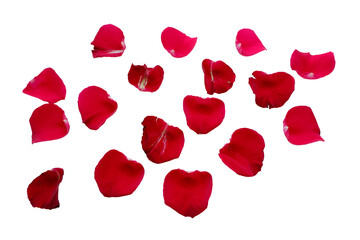 Fototapeta premium Red Rose petals. Set of red flower petals. simple red petals collection.