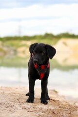 a black puppy explores the surroundings of a flooded quarry