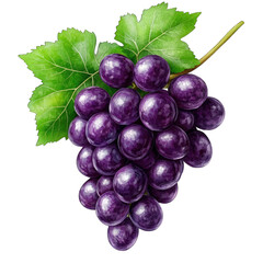 Purple grape bunch with layered paper cut grapes