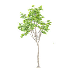 Green tree on isolated Canvas