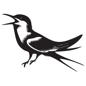 recommend clip art: Common Tern Silhouette, Sterna hirundo Bird Clipart -  Common tern calling Illustration in black and white