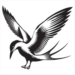 Obraz premium Common Tern Silhouette, Sterna hirundo Bird Clipart - Common Tern in defensive posture Illustration in black and white