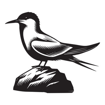 recommend clip art: Common Tern Silhouette, Sterna hirundo Bird Clipart - Common Tern perched on a rock Illustration in black and white