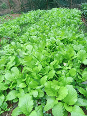 lettuce in the garden