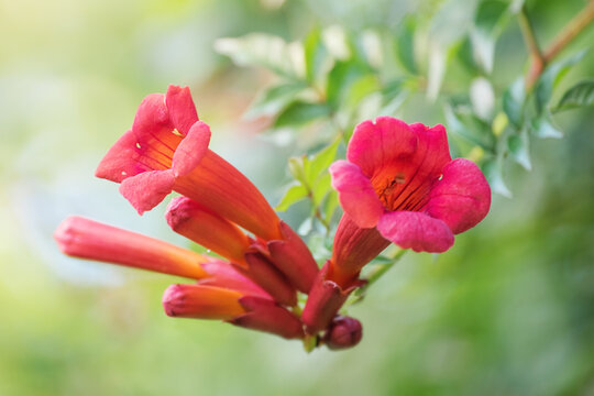 Orange campsis tecoma flower in focus and blurred green natural background.
