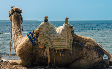saddled camel lies on the shore and looks at the sea
