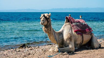 portrait of camel on coast of sea in Egypt Dahab South Sinai