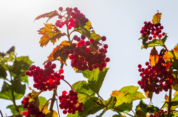 Common rowan with its red berries clinging to it, basking in the sun, close-up, horizontal