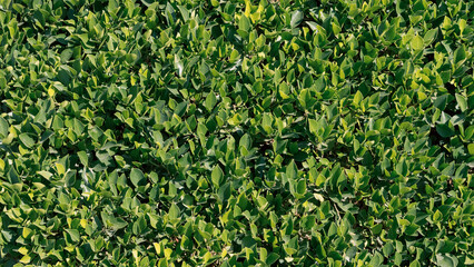 pattern of green fresh leaf plants