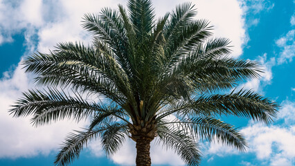 one palm tree on a background of blue sky with white clouds