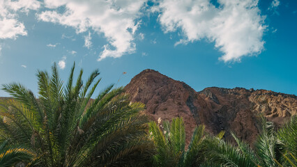 palm branches against the high rocky mountains and blue sky with white clouds in Egypt Dahab South Sinai