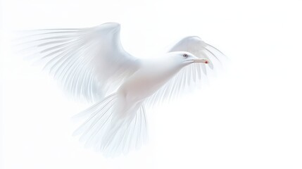 Fototapeta premium A white bird with a black beak flies in the air. The bird is the main focus of the image, and it is soaring through the sky