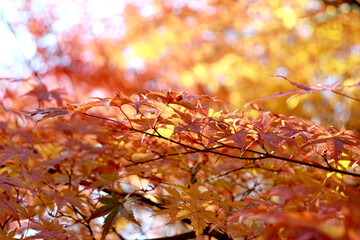 美しく赤く染まる日本の秋の楓