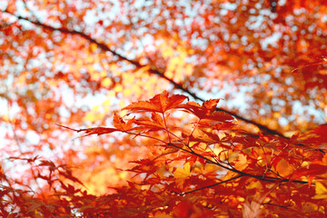 美しく赤く染まる日本の秋の楓