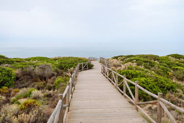 Fototapeta premium A wooden walkway winds through lush coastal vegetation, directing attention towards the calm sea. The overcast sky adds a serene atmosphere.