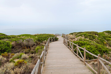 Obraz premium A wooden walkway winds through lush coastal vegetation, directing attention towards the calm sea. The overcast sky adds a serene atmosphere.