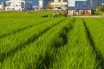 view of green rice field