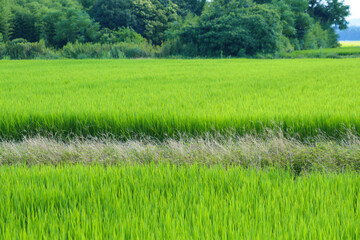Obraz premium view of green rice field