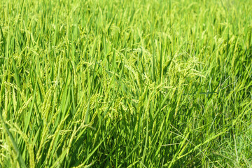 Agriculture yellow rice ear of rice growing in a rice field