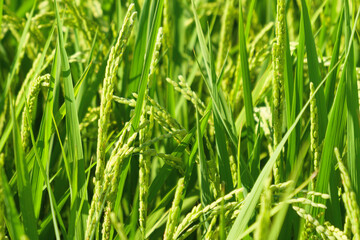 Agriculture yellow rice ear of rice growing in a rice field