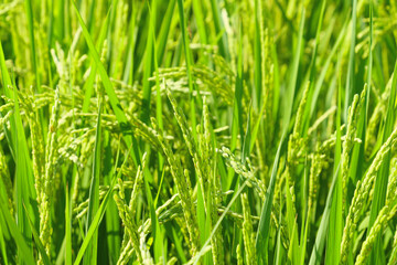 Agriculture yellow rice ear of rice growing in a rice field