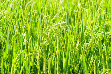 Agriculture yellow rice ear of rice growing in a rice field
