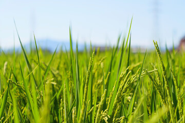 Agriculture yellow rice ear of rice growing in a rice field