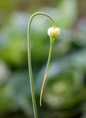 Garlic seeds in nature. Close-up